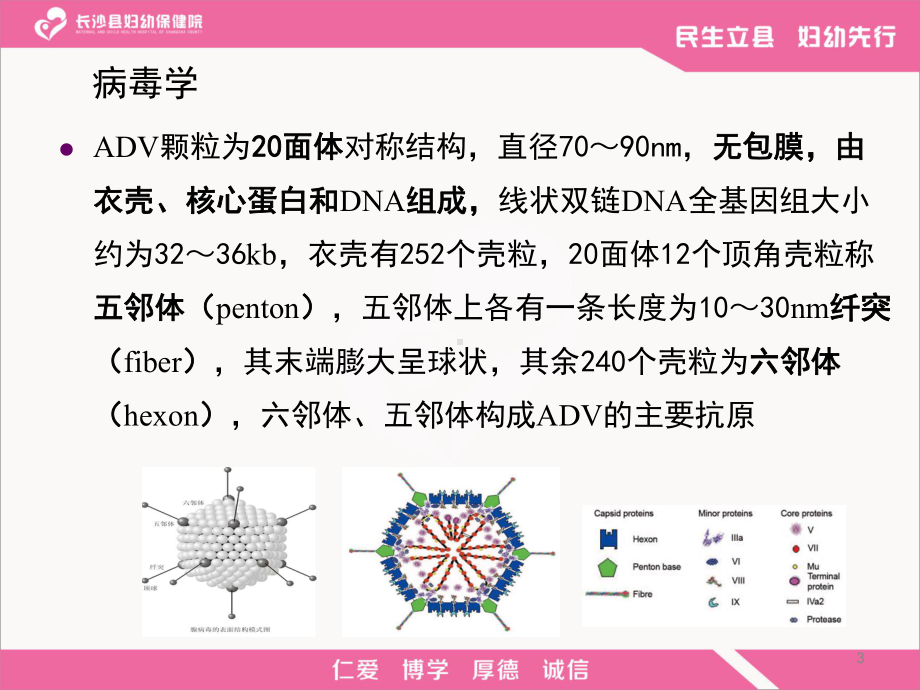 腺病毒肺炎PPT课件.ppt_第3页