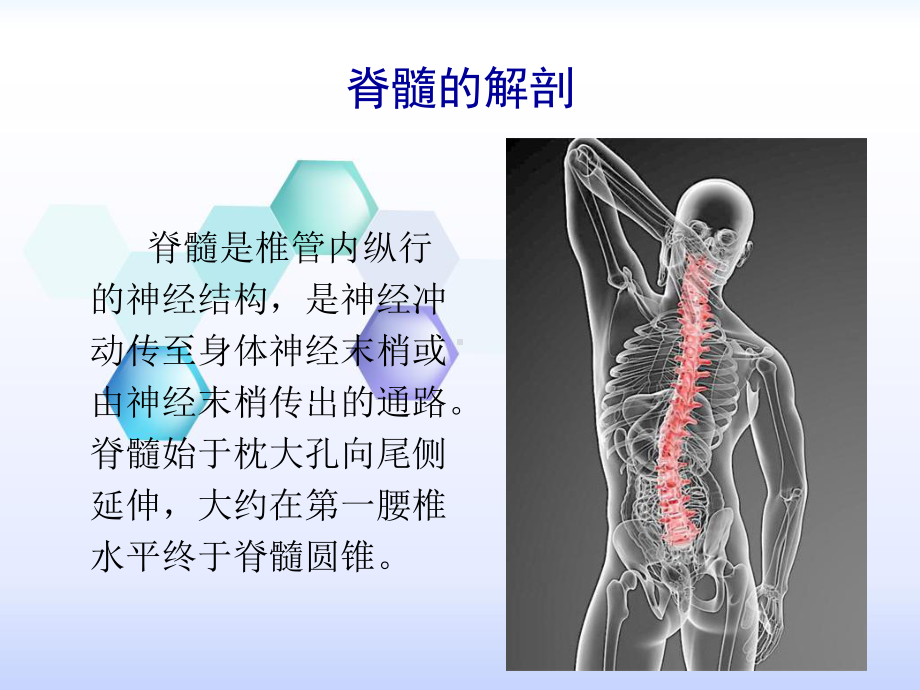 脊髓解剖及硬脊膜动静脉瘘PPT课件.ppt_第2页