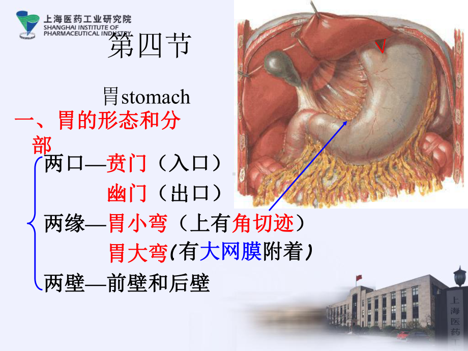 系统解剖学课件--消化系统ppt课件.ppt_第3页