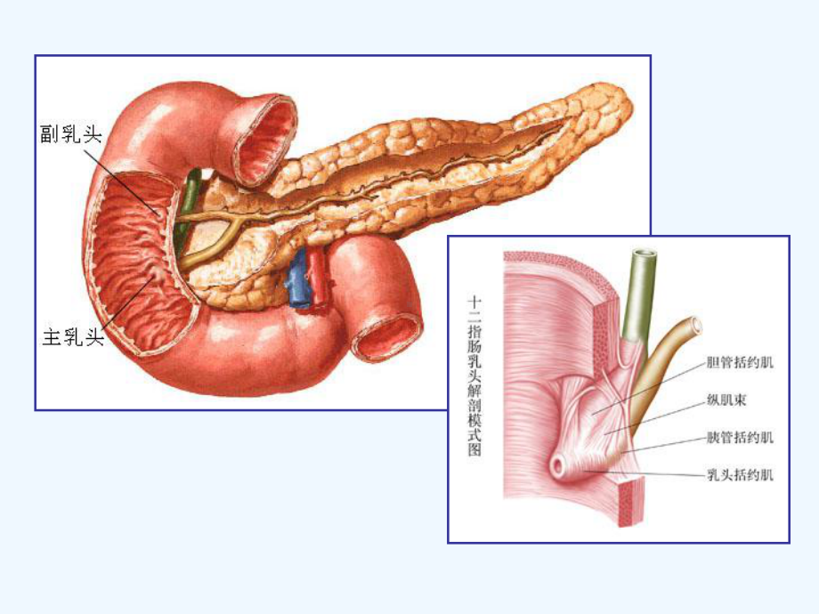 胰腺疾病讲解课件.ppt_第3页