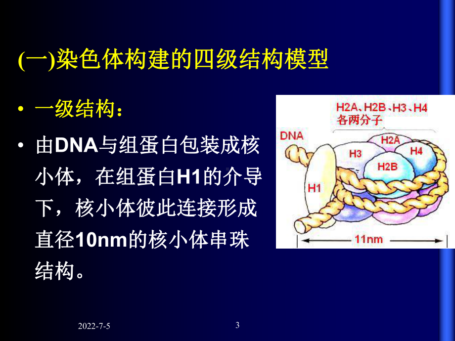 第4章染色体共78页课件.ppt_第3页