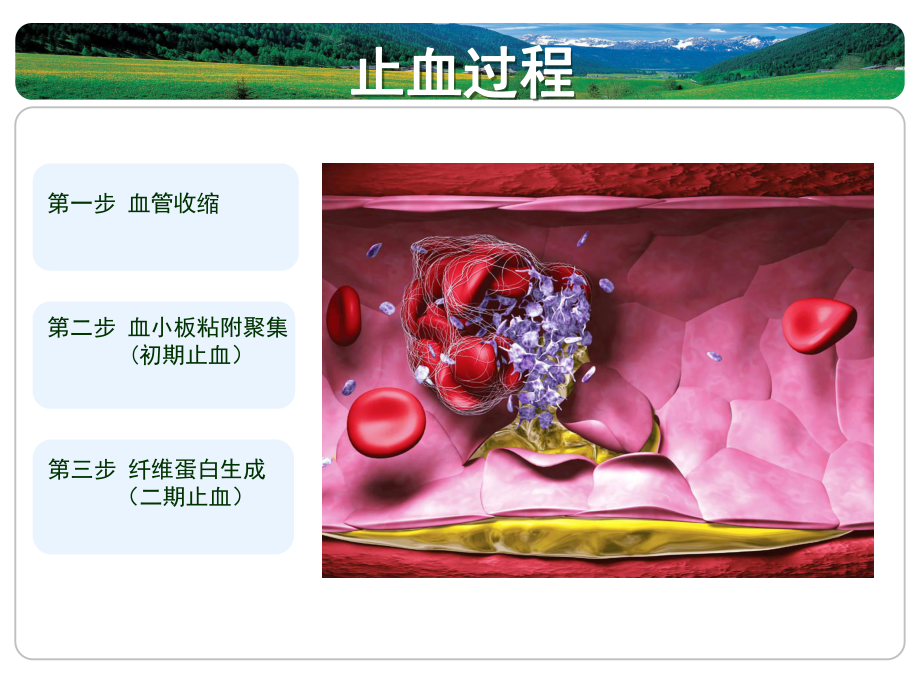 凝血机制与抗凝治疗课件.pptx_第2页