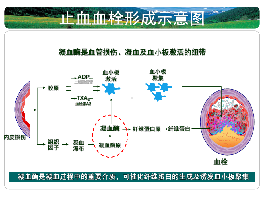 凝血机制与抗凝治疗课件.pptx_第3页