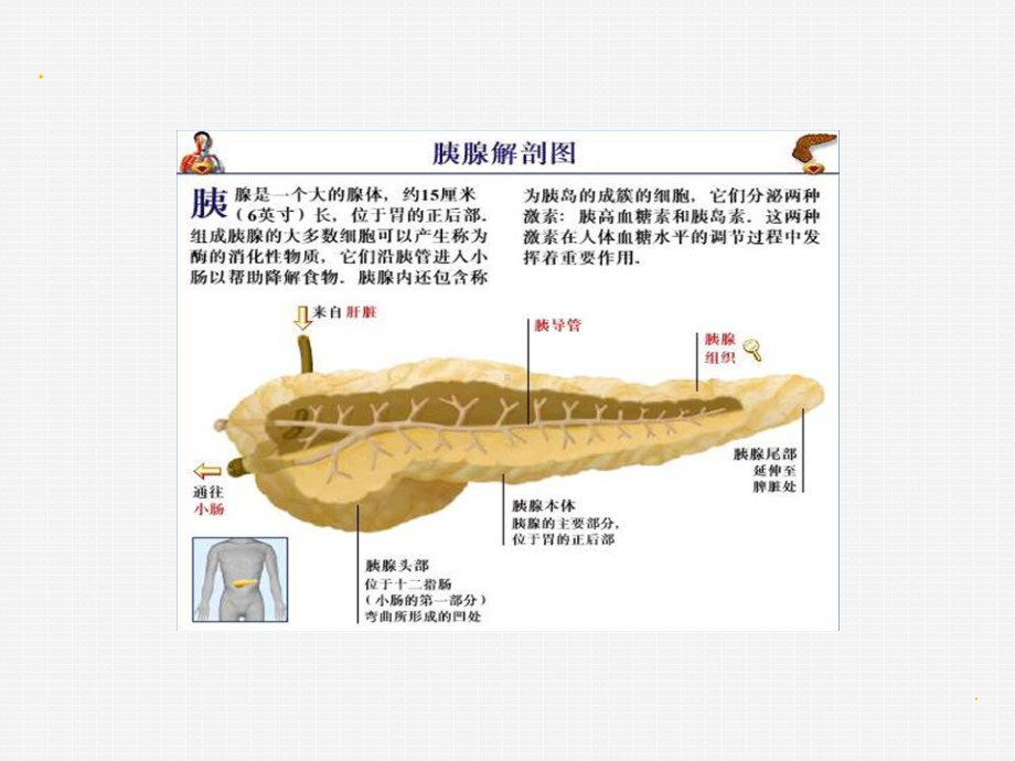 胰腺疾病-ppt课件.ppt_第2页