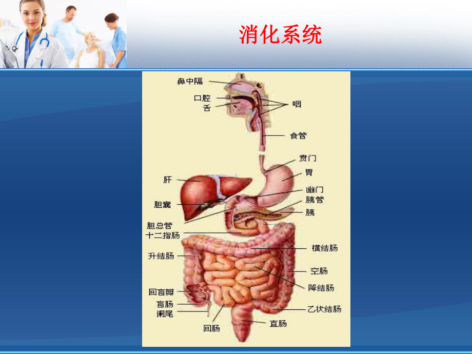 消化系统疾病健康讲座课件.ppt_第2页