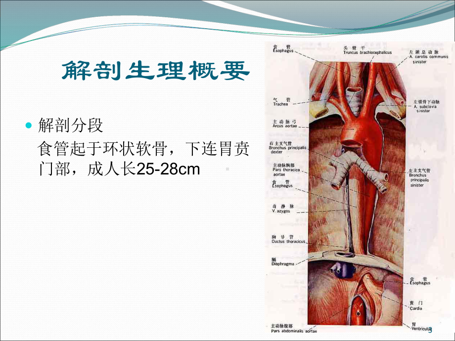 食管癌的放化疗护理ppt课件.ppt_第3页