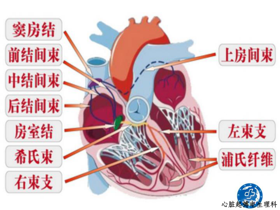 心律失常患者健康教育1课件.ppt_第3页