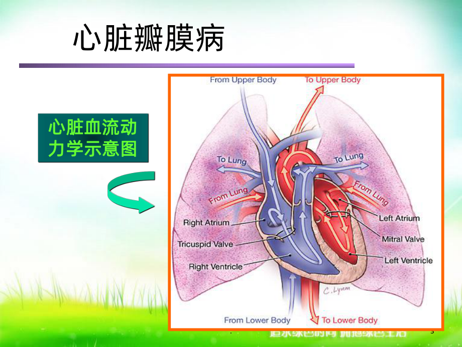 心脏瓣膜病病人的护理ppt课件.ppt_第3页