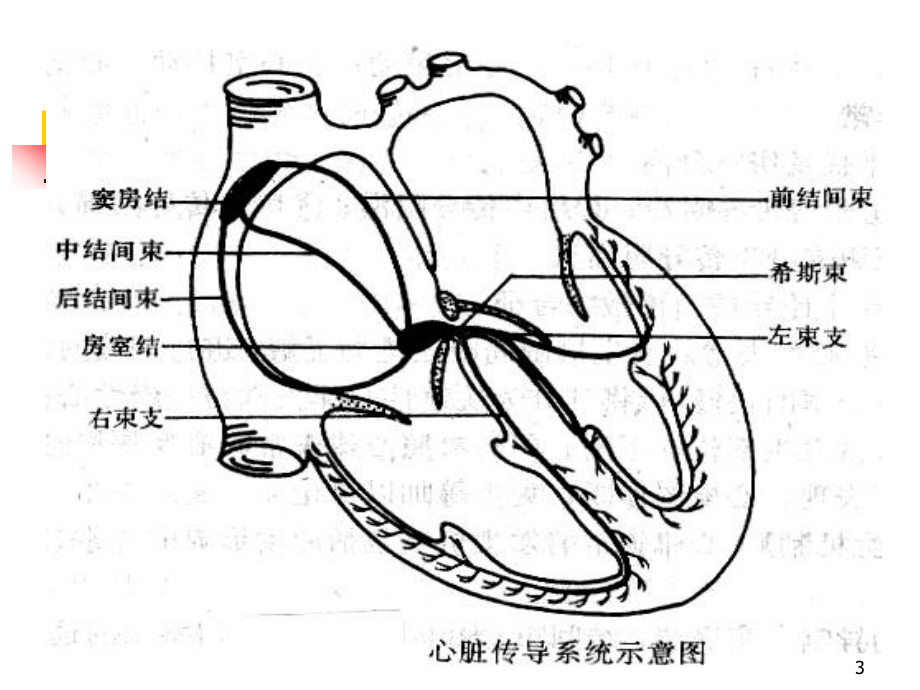 心律失常的免费PPT课件.ppt_第3页