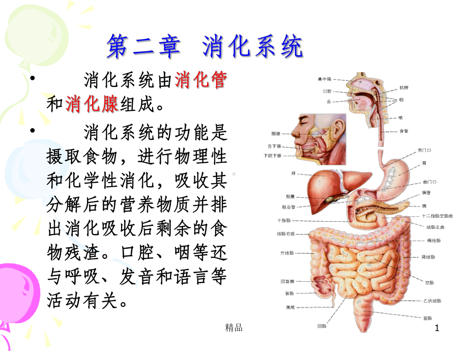 消化系统解剖1课件.ppt_第1页