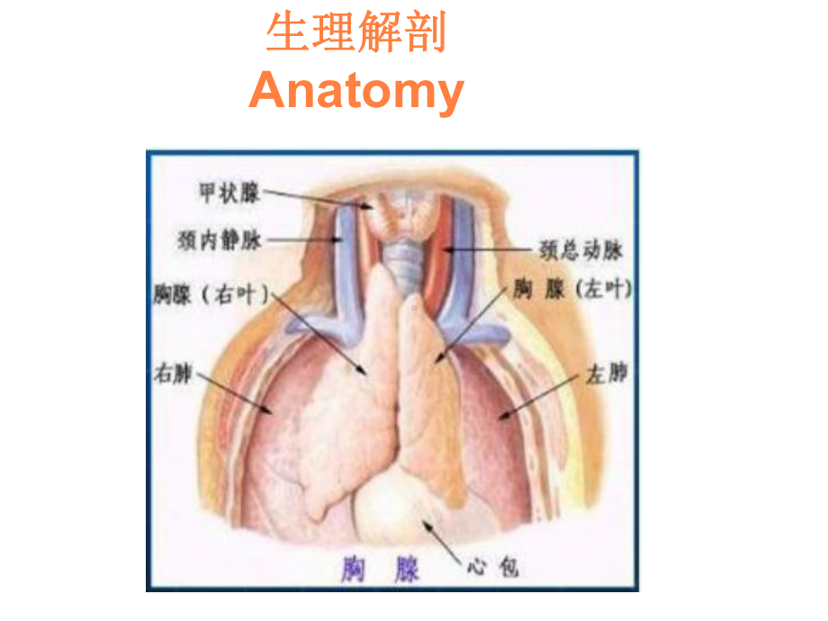 胸腺瘤的护理PPT课件.ppt_第3页