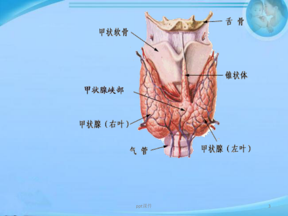 腔镜下甲状腺切除术（手术室）-ppt课件.ppt_第3页