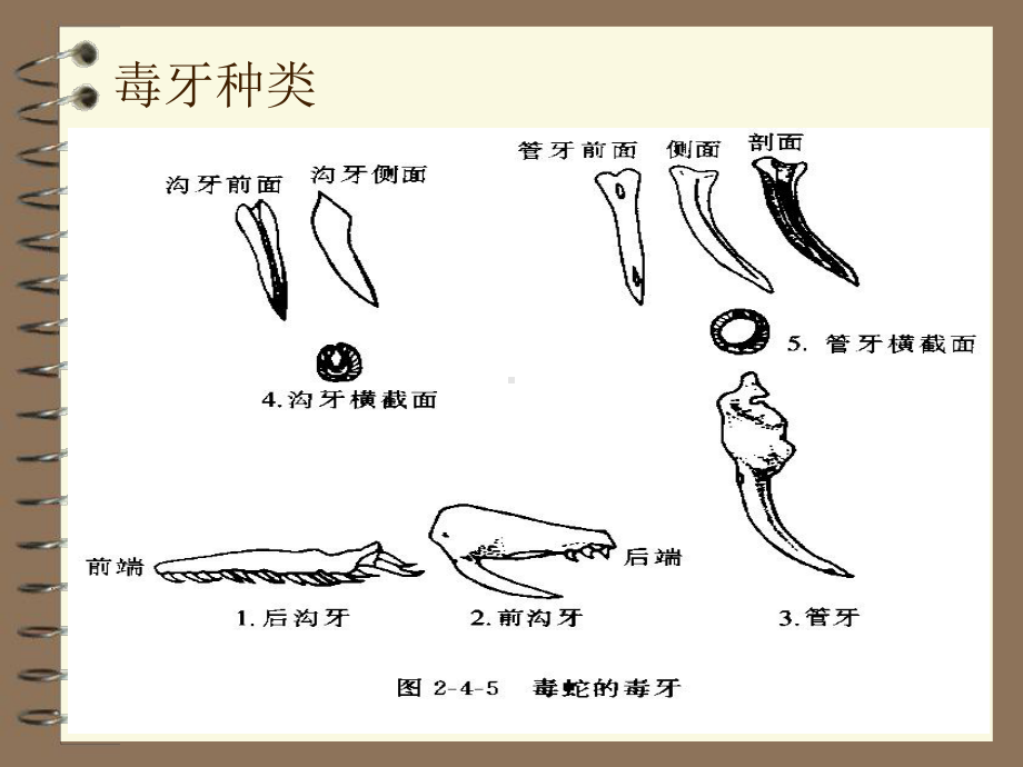 毒蛇咬伤的诊断与治疗课件.ppt_第3页