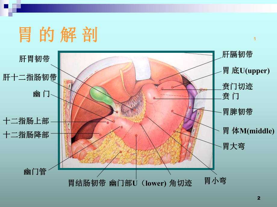 胃十二指肠溃疡急性穿孔PPT课件.ppt_第2页