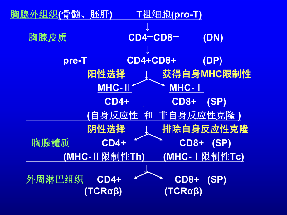 T淋巴细胞-医学免疫学课件.ppt_第2页