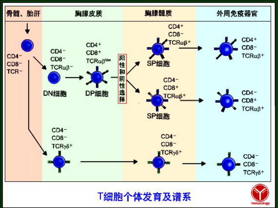 T淋巴细胞-医学免疫学课件.ppt_第3页