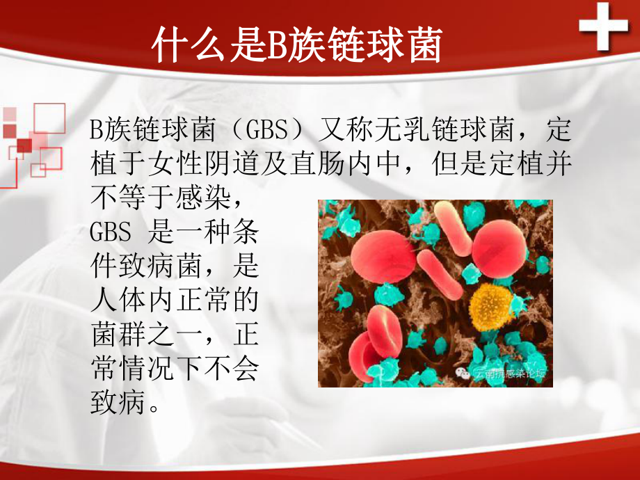 B族链球菌PPT课件.ppt_第2页