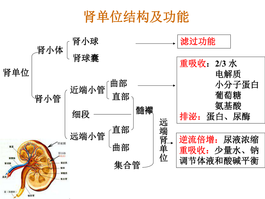 实验诊断学-肾功能检查课件.ppt_第3页