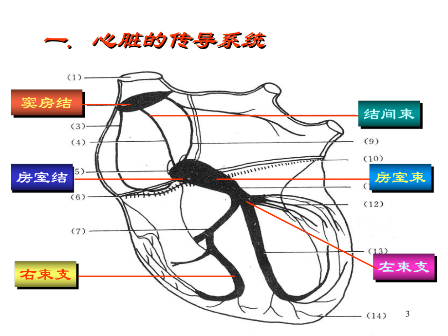 心律失常的心电图诊断课件.ppt_第3页