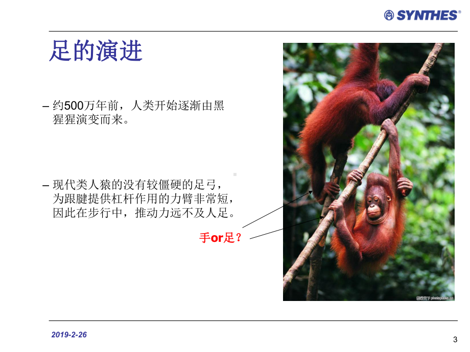 足踝部解剖与生物力学课件.ppt_第3页