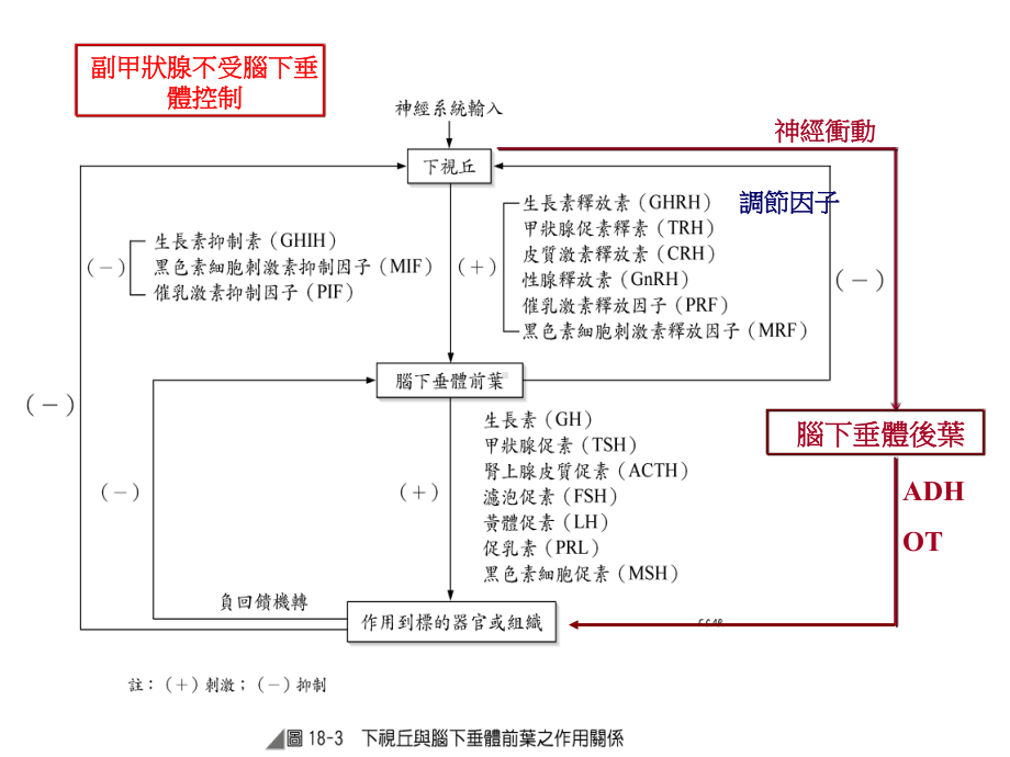 内分泌系统疾病之护理课件.ppt_第2页