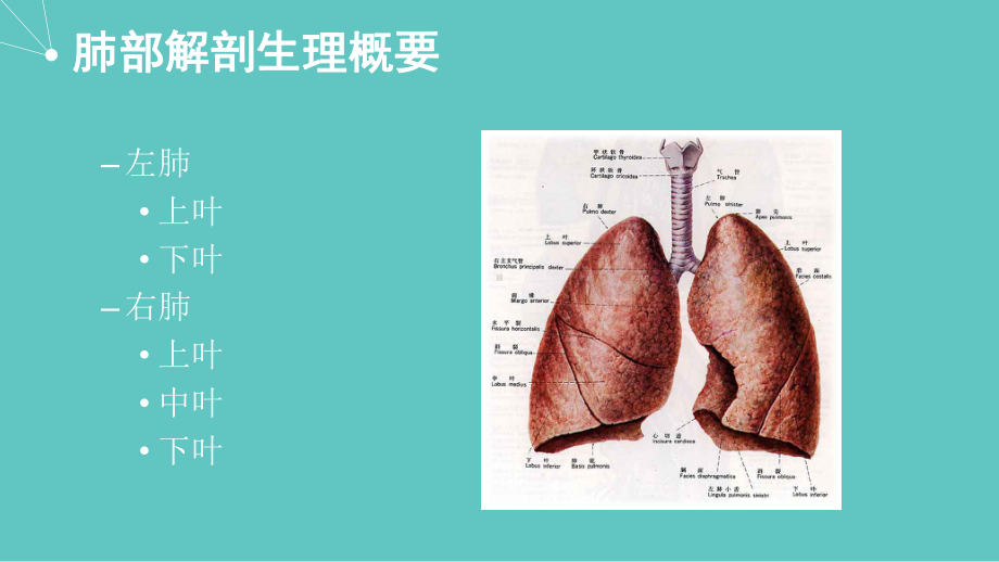 胸外科(肺)护理查房课件.pptx_第3页