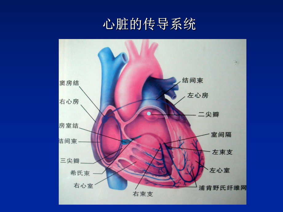 常见心律失常及其处理课件.ppt_第2页