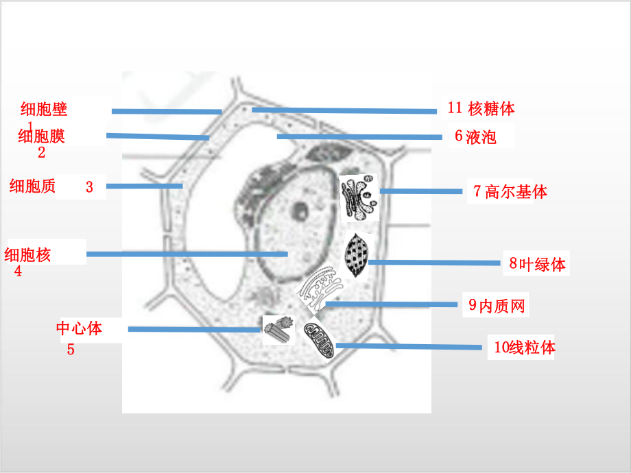 新教材《细胞器之间的分工合作》实用课件人教版1.ppt_第3页