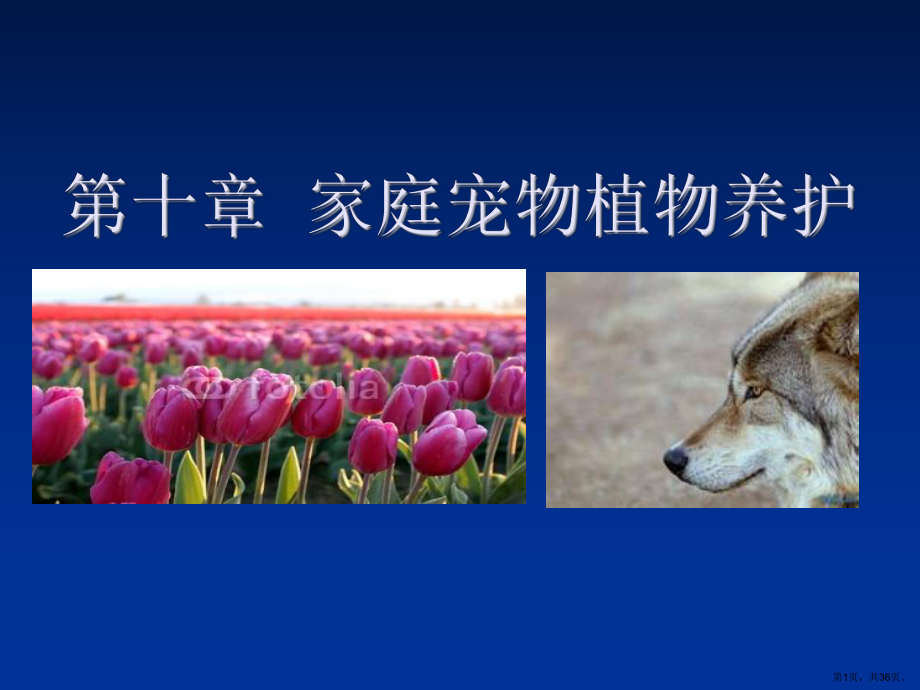 家庭宠物植物养护课件.ppt_第1页