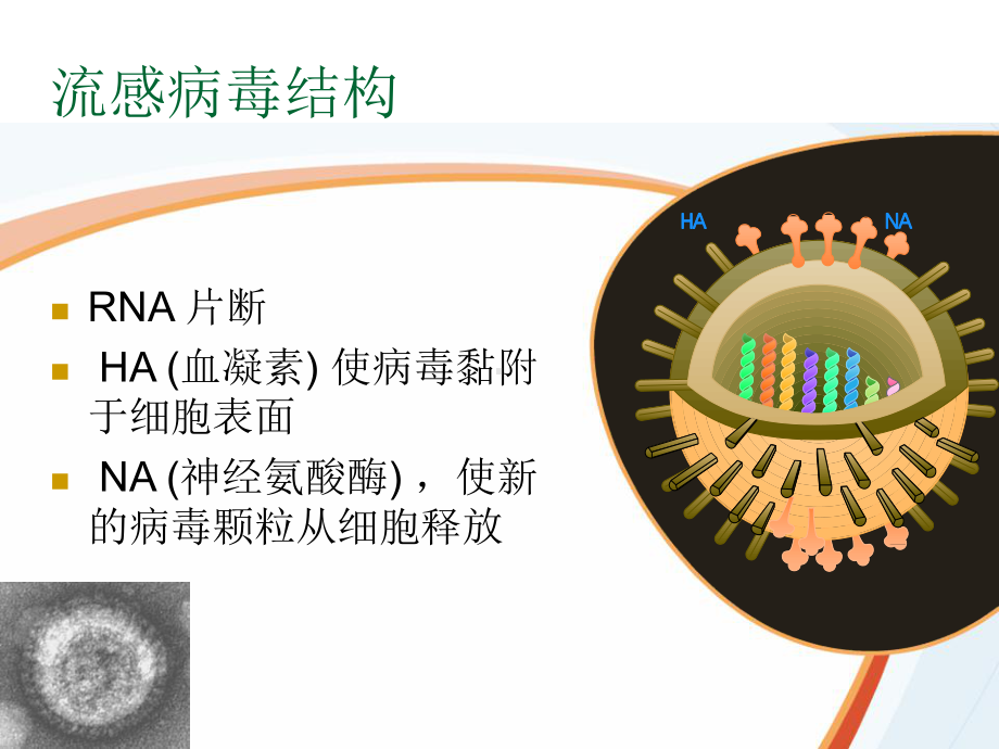 新编甲型H1N1的抗病毒治疗课件.ppt_第2页