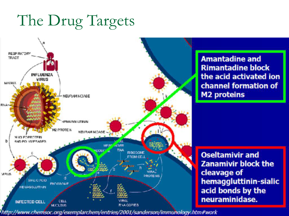 新编甲型H1N1的抗病毒治疗课件.ppt_第3页