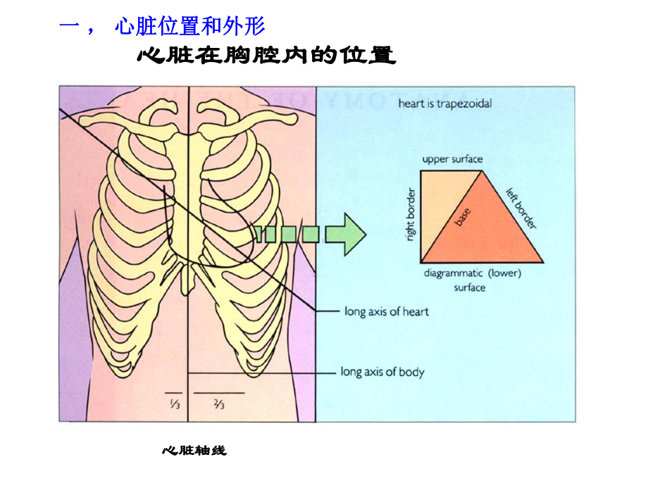 心脏外科解剖讲义课件.ppt_第3页