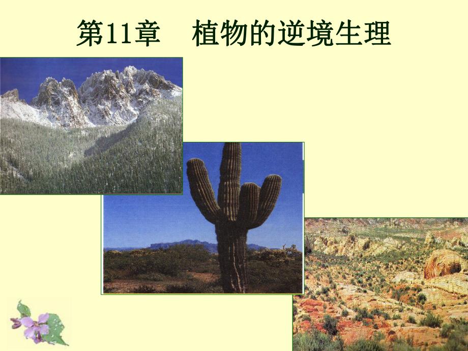 植物生理学第十一章植物逆境生理课件.ppt_第1页