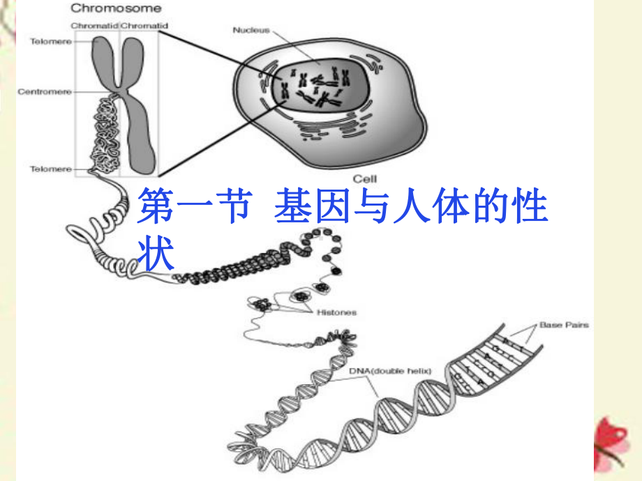 沪教版生命科学第一册第3节《基因与人体性状》ppt课件2.ppt_第1页