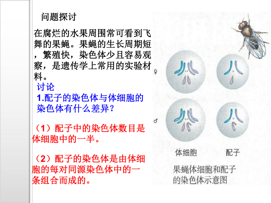 新教材《减数分裂和受精作用》PPT优秀课件人教版1.ppt_第2页