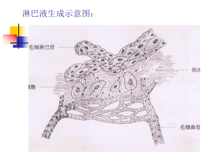 家畜解剖生理第九章淋巴系统课件.ppt_第2页