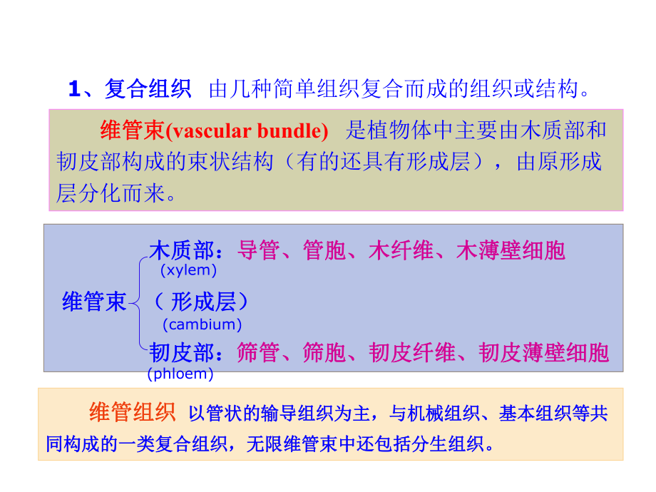 植物复合组织与组织系统课件.ppt_第1页