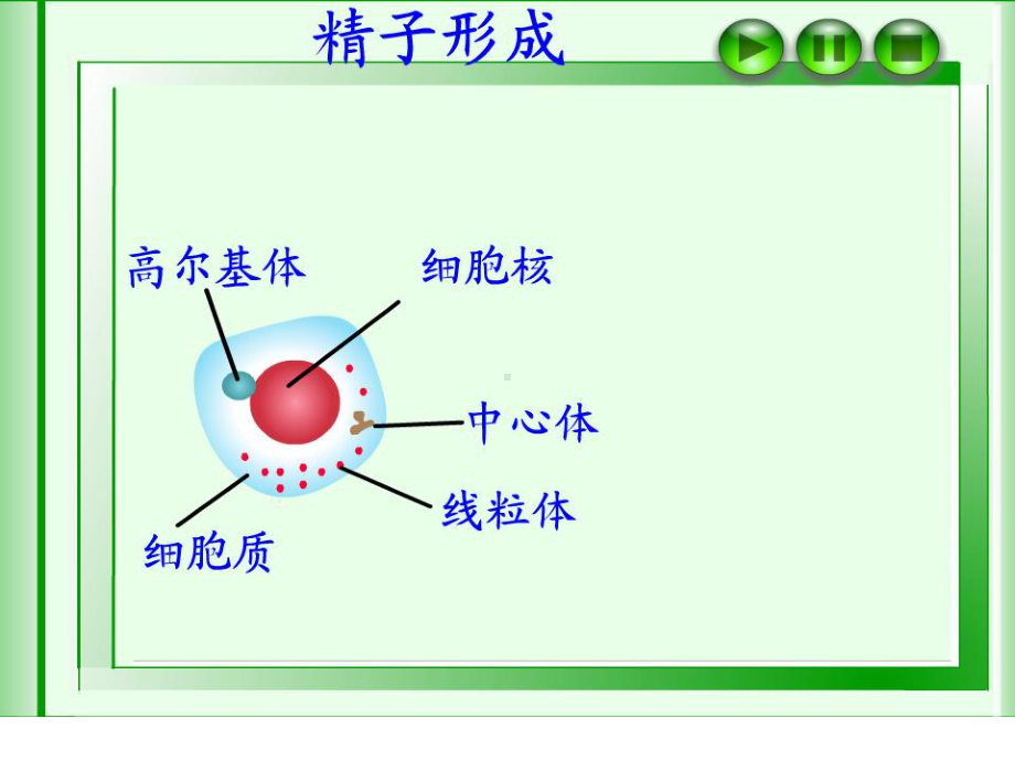 早期胚胎发育(动画很好)24张幻灯片.ppt_第2页