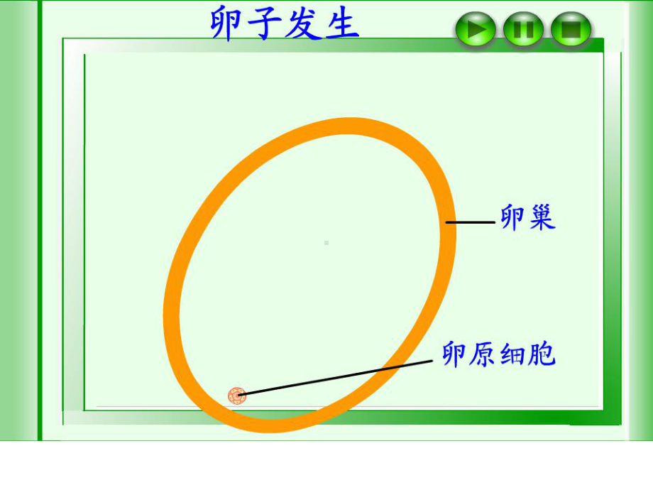 早期胚胎发育(动画很好)24张幻灯片.ppt_第3页