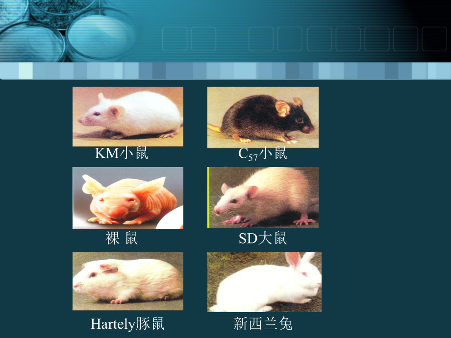 实验动物的生物安全课件.ppt_第3页