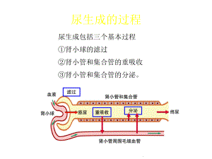 尿生成的过程课件.pptx