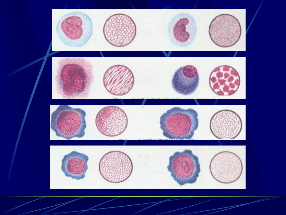 正常血细胞形态学-PPT课件.ppt_第3页