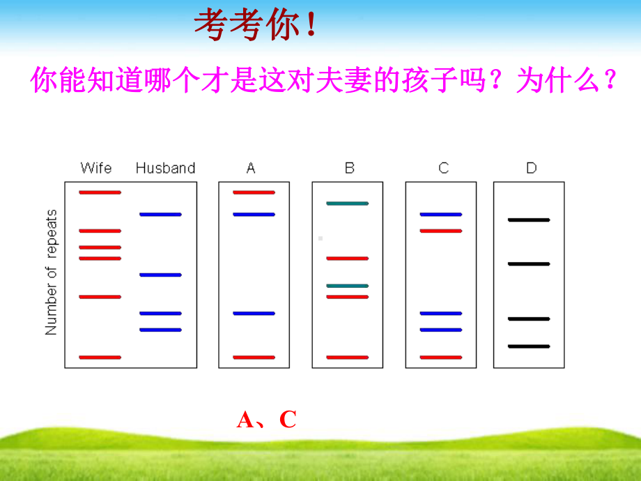 核酸是遗传信息的携带者(共17张)课件.pptx_第3页