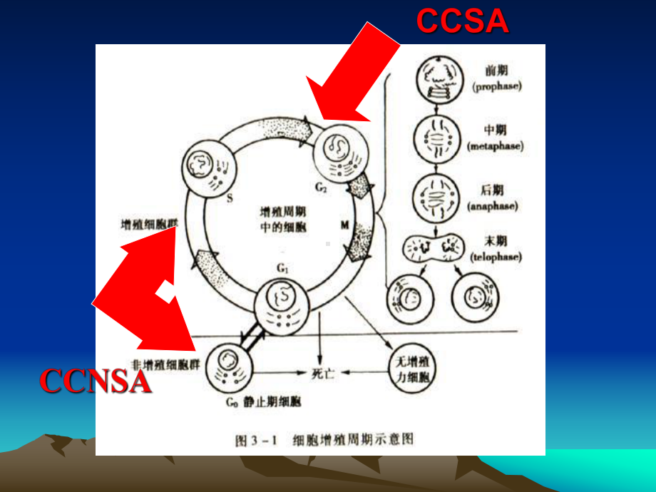 抗肿瘤药物介绍及毒副作用预防课件.ppt_第3页