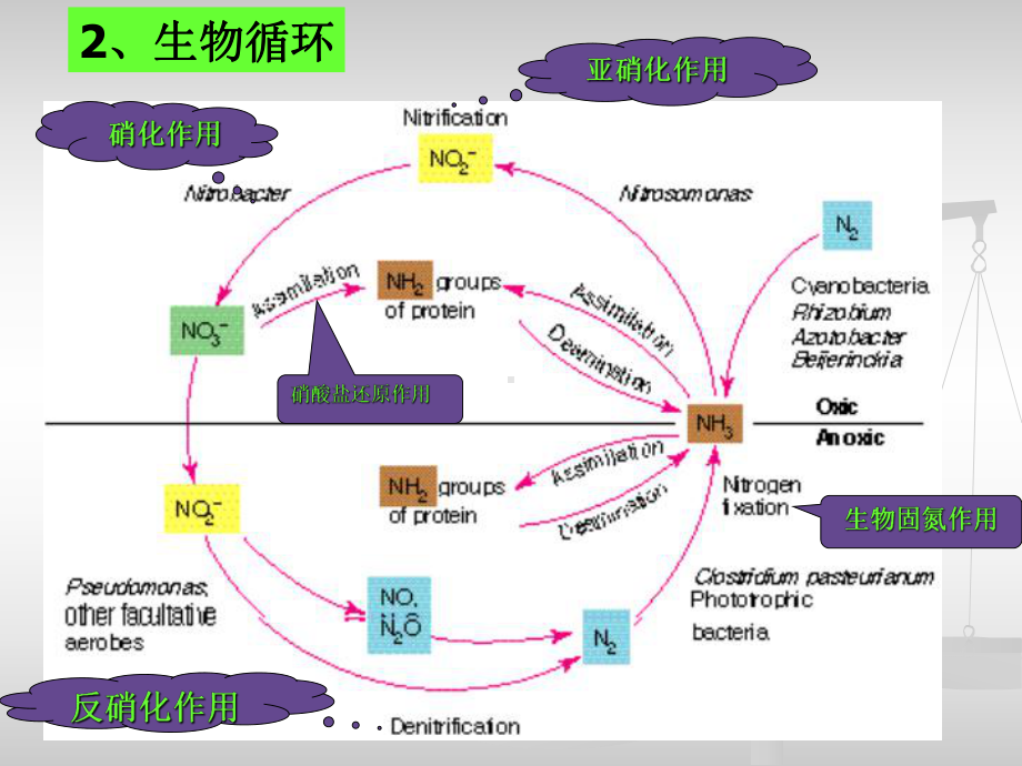 氮素循环和有机氮矿化很好的精品课件.ppt_第3页