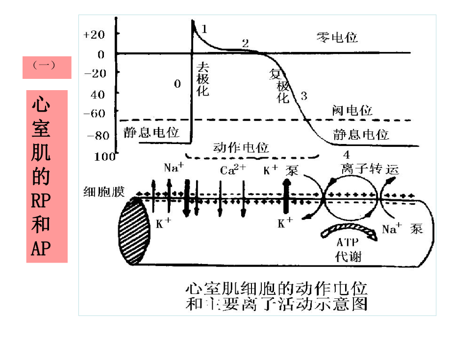 心肌细胞的动作电位和兴奋性课件.ppt_第2页