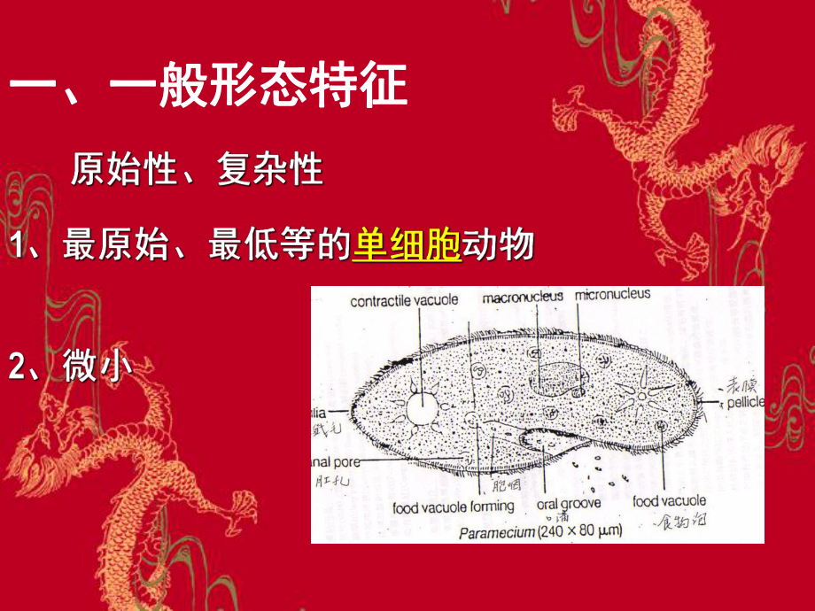 无脊椎动物学2原生动物门课件.ppt_第3页