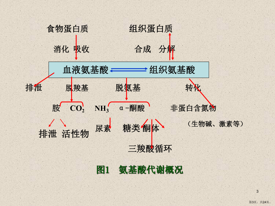 氨基酸代谢课件1.ppt_第3页