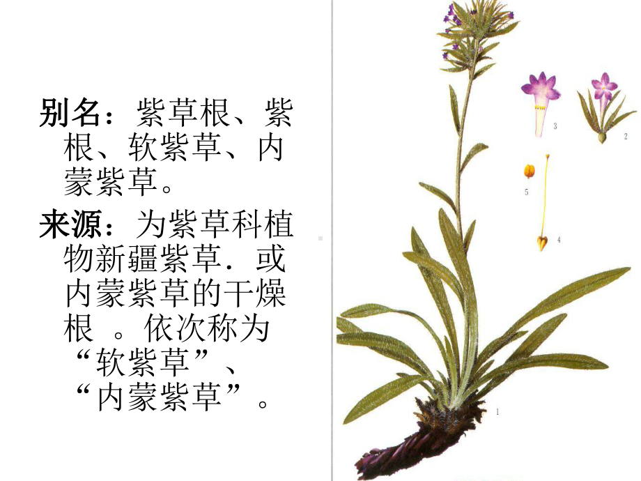 对紫草的介绍课件.ppt_第3页