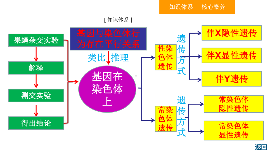 新教材《基因在染色体上》精美版人教版1课件.ppt_第2页